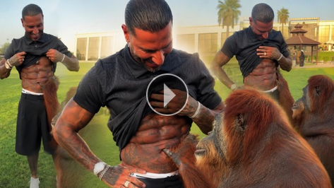 Orangutan, Quaresma�n�n kaslar�na hayran kald�!