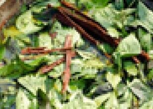 Ayahuska çayı nedir? Ayahuska çayı zararlı mı?