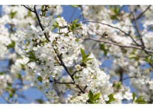 İlk cemre havaya ne zaman düşecek? 2026 cemre düşme tarihleri