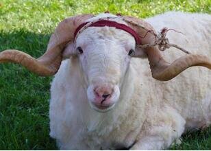 2026 Kurban Bayramı ne zaman, hangi gün, ayın kaçında?