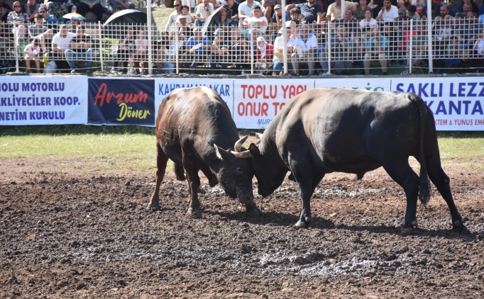 Artvin'de '8. Bo�a G�re�leri T�rkiye �ampiyonas�' yap�ld�