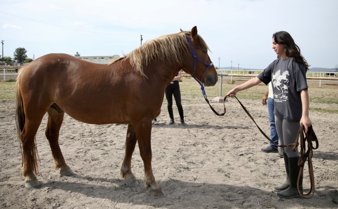 �niversite ��rencileri atlar� 'oyunlarla' e�itiyor