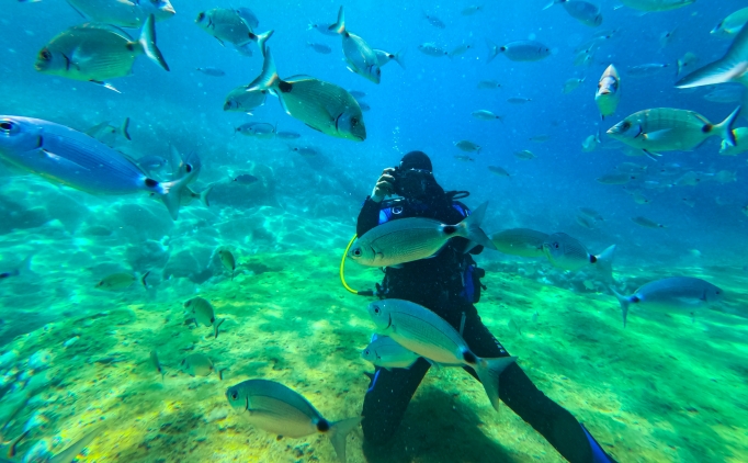 Fethiye'nin su alt� d�nyas� dal�� tutkunlar�n� a��rl�yor