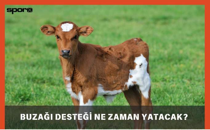 Buzağı desteği ne zaman yatacak? 2025 buzağı desteği sorgulama