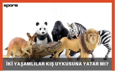 İki Yaşamlılar Kış Uykusuna Yatar Mı? 2025