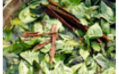 Ayahuska �ay� nedir? Ayahuska �ay� zararl� m�?