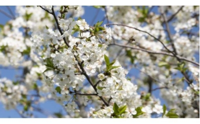 �lk cemre havaya ne zaman d��ecek? 2026 cemre d��me tarihleri