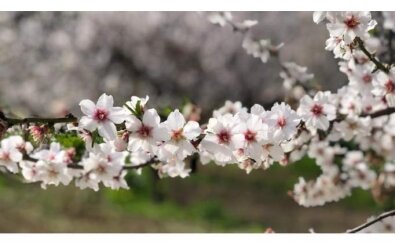 Cemre Ne Zaman D��ecek 2026? 3. Cemre Tarihleri