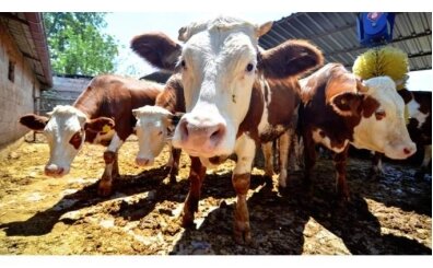 Kurban Bayram� 9 g�n olacak m�? 2026 Kurban Bayram� ne zaman?  