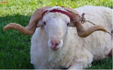 2026 Kurban Bayram� ne zaman, hangi g�n, ay�n ka��nda?